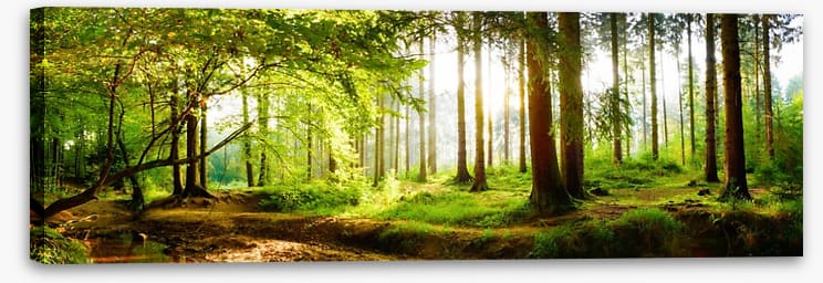 Idyll light