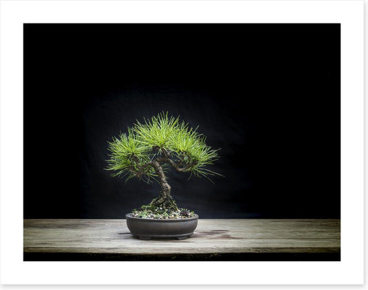 Black pine bonsai