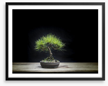 Black pine bonsai