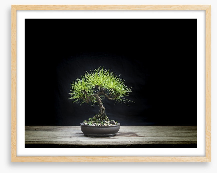 Black pine bonsai