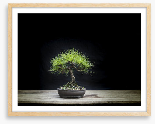 Black pine bonsai