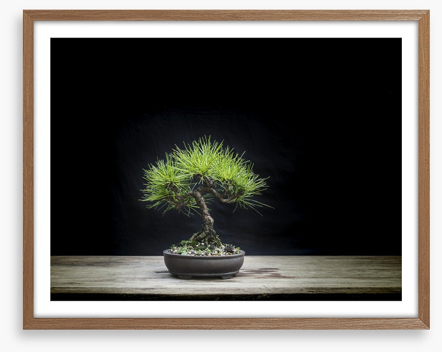 Black pine bonsai