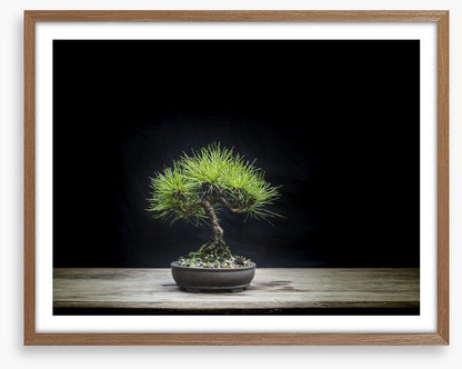 Black pine bonsai