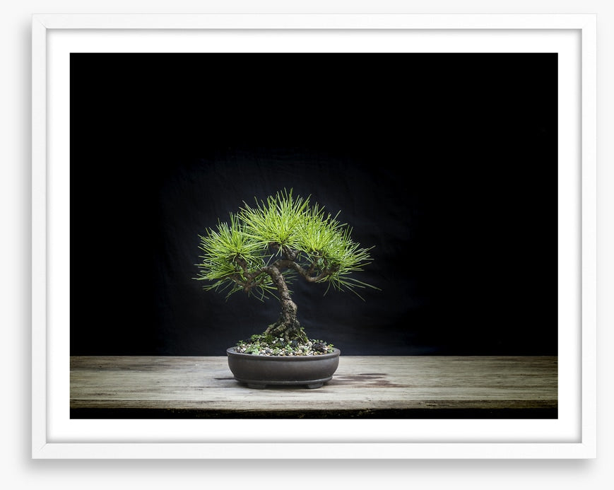 Black pine bonsai
