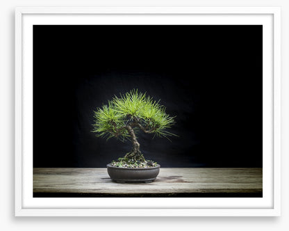 Black pine bonsai