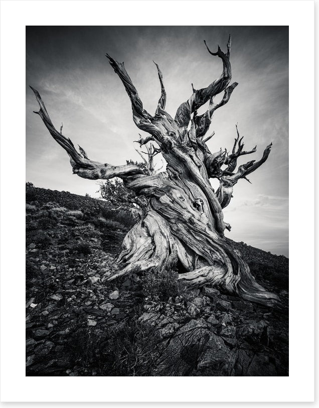 Methuselah