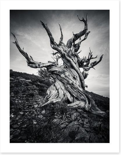 Methuselah