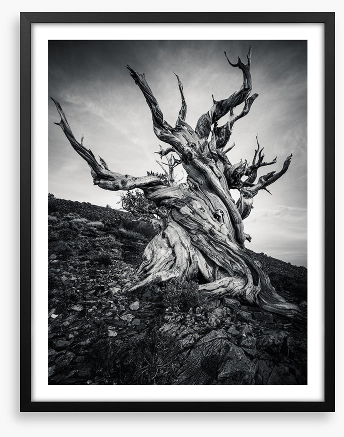 Methuselah
