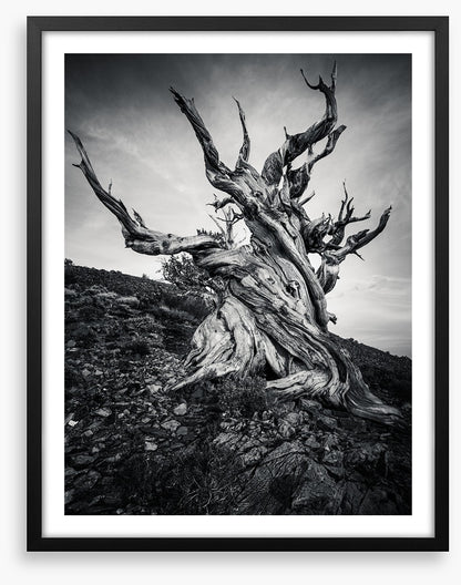Methuselah