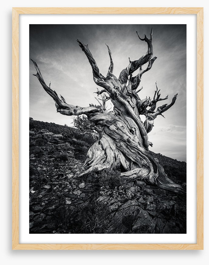 Methuselah