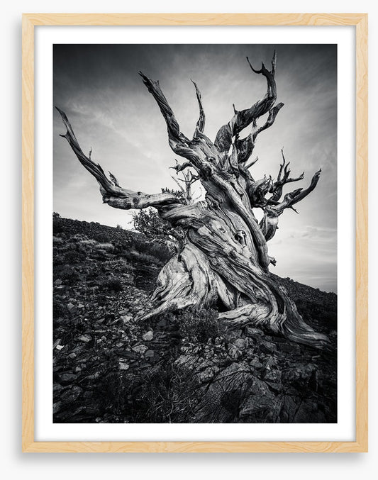 Methuselah