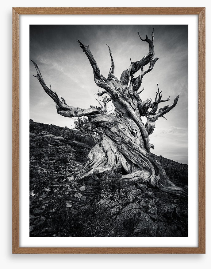 Methuselah
