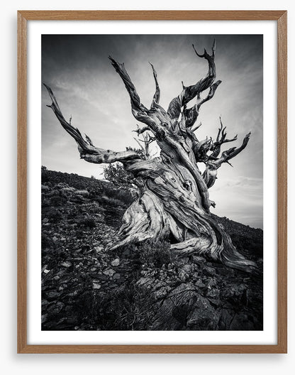 Methuselah