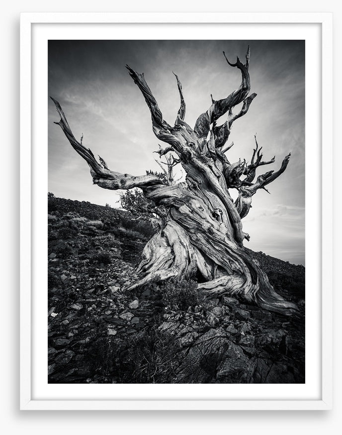 Methuselah