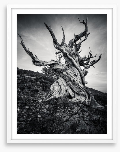Methuselah
