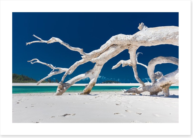 Whitehaven driftwood