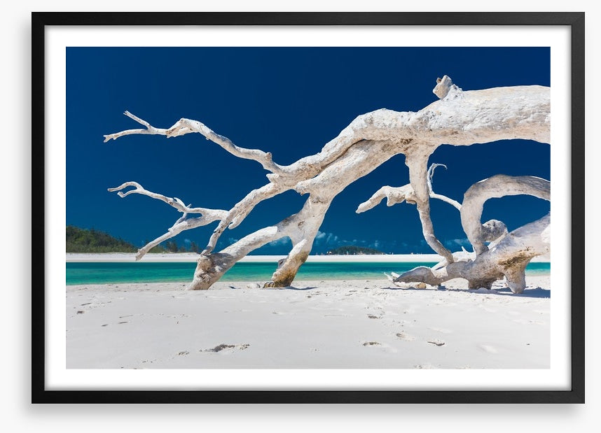 Whitehaven driftwood