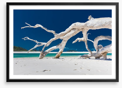 Whitehaven driftwood