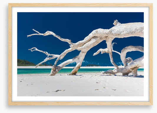 Whitehaven driftwood