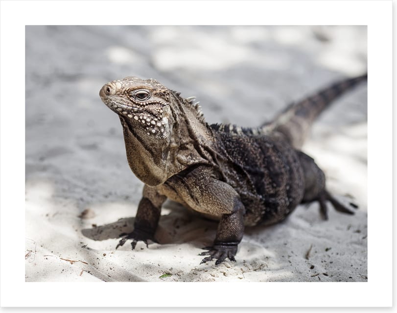 Reptiles / Amphibian