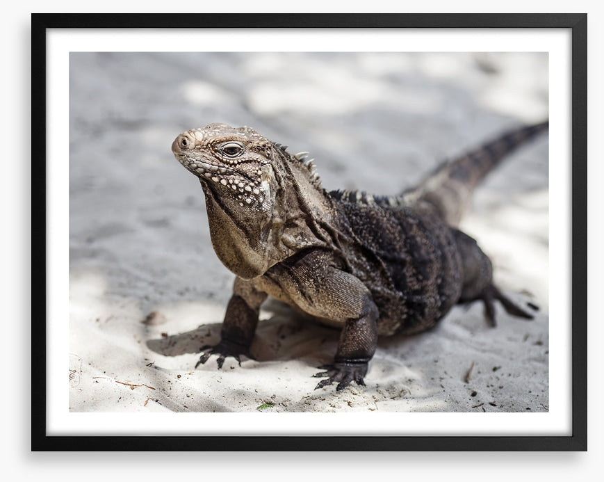 Reptiles / Amphibian