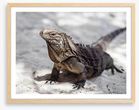 Reptiles / Amphibian