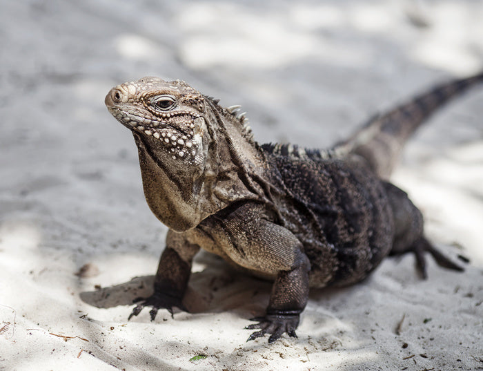 Reptiles / Amphibian