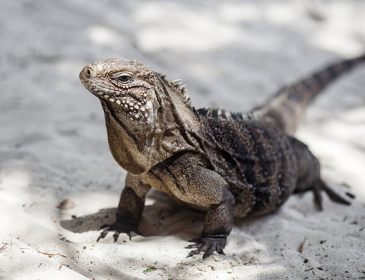 Reptiles / Amphibian