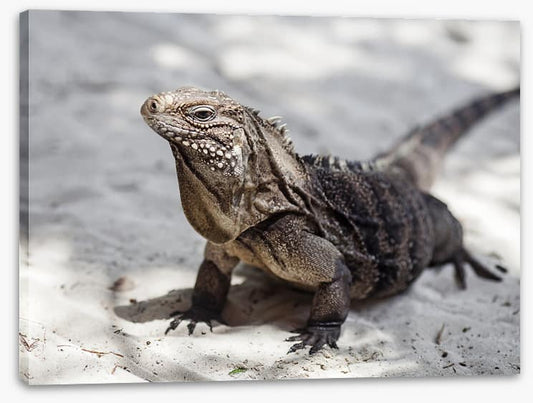 Reptiles / Amphibian