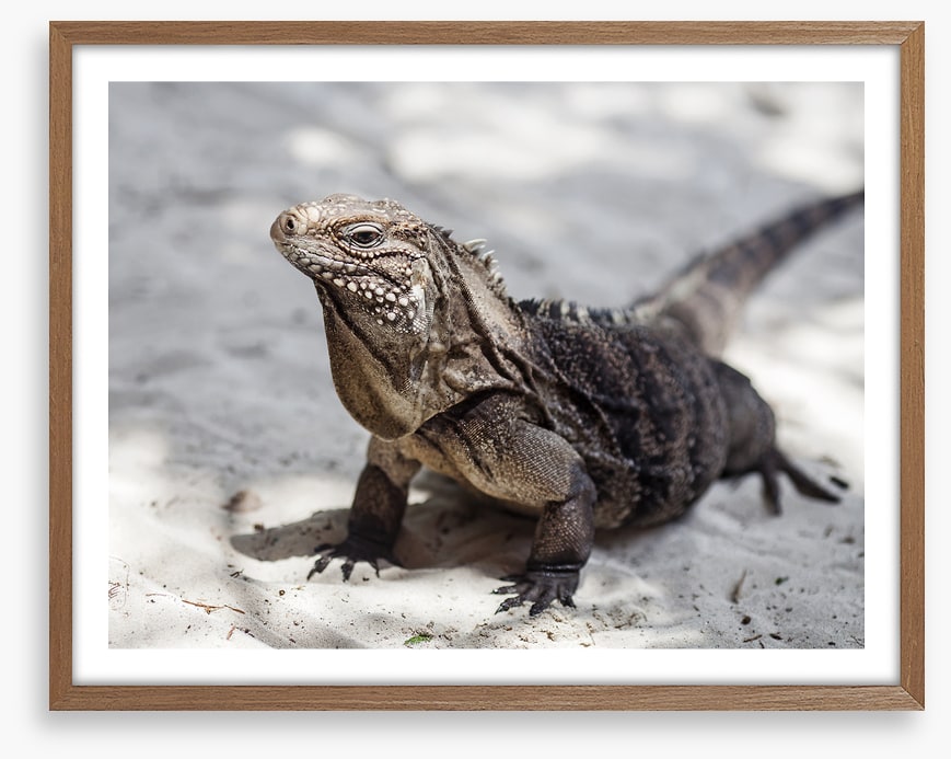 Reptiles / Amphibian