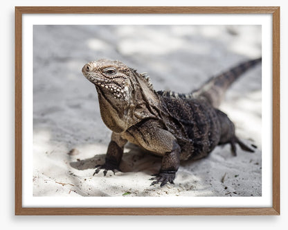 Reptiles / Amphibian