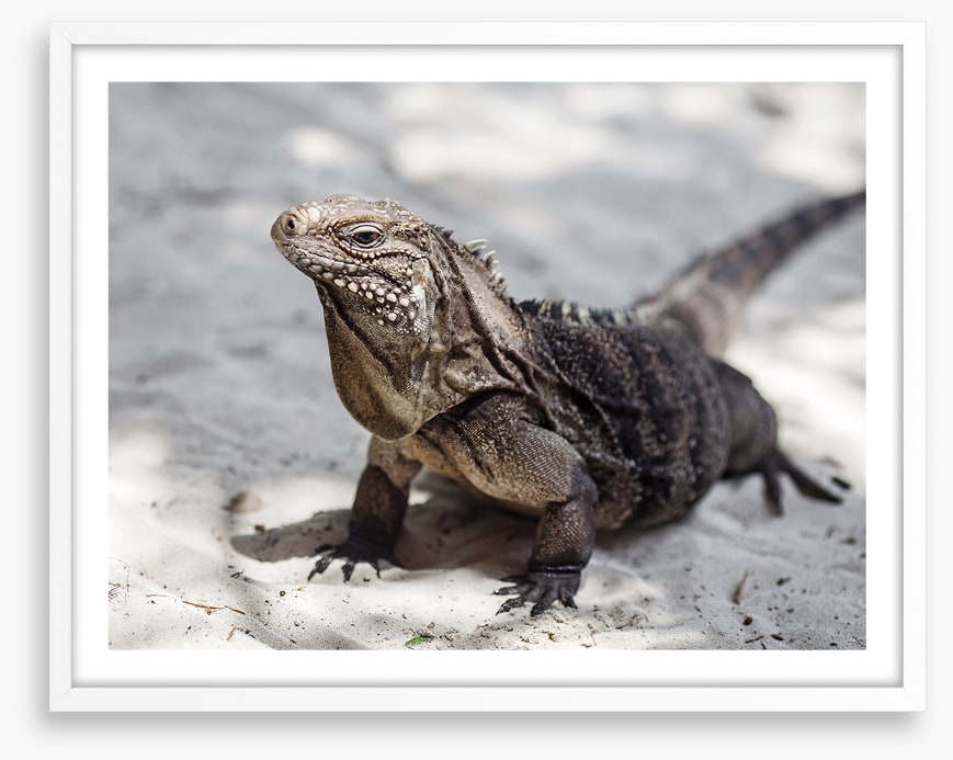 Reptiles / Amphibian