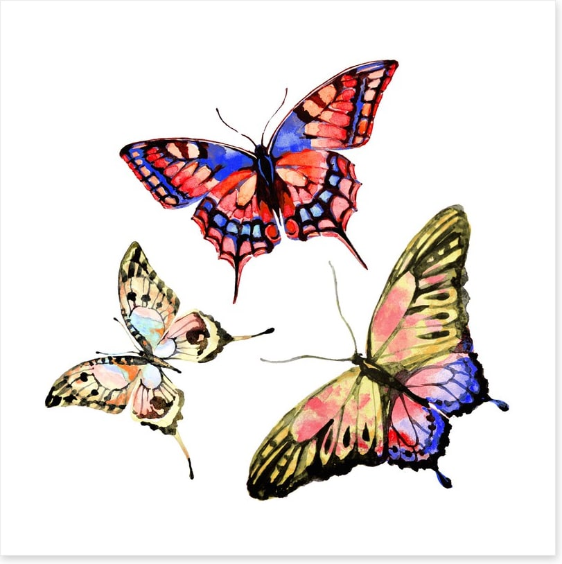 Butterflies