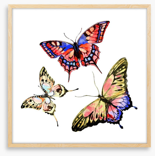 Butterflies