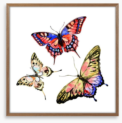 Butterflies