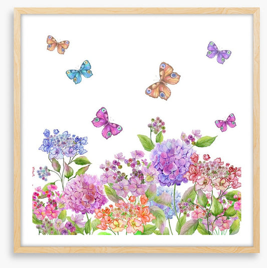 Candytuft garden