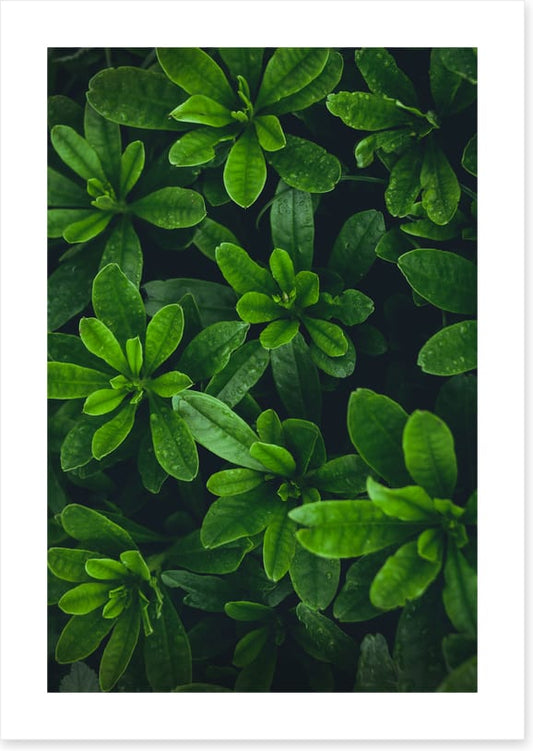 Deep green garden