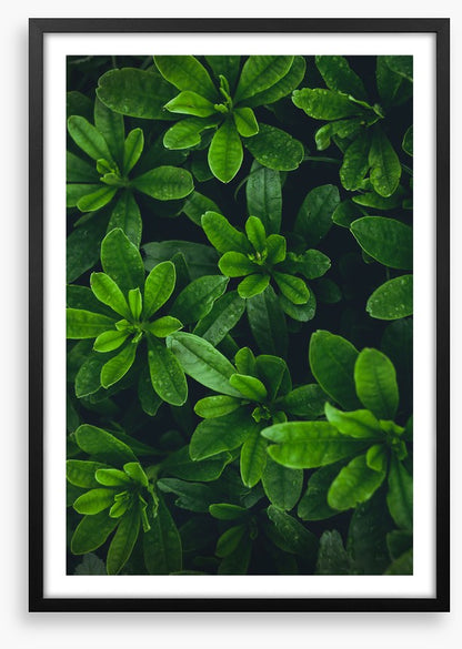Deep green garden
