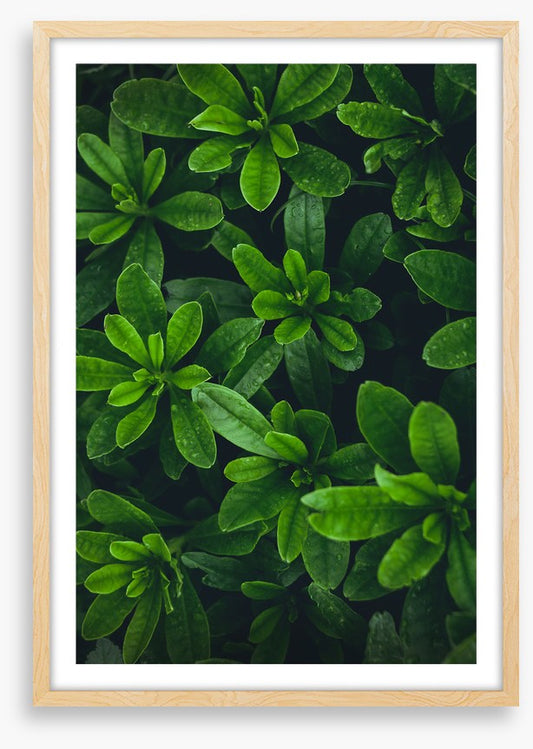 Deep green garden