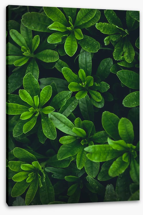 Deep green garden