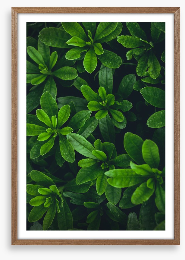 Deep green garden