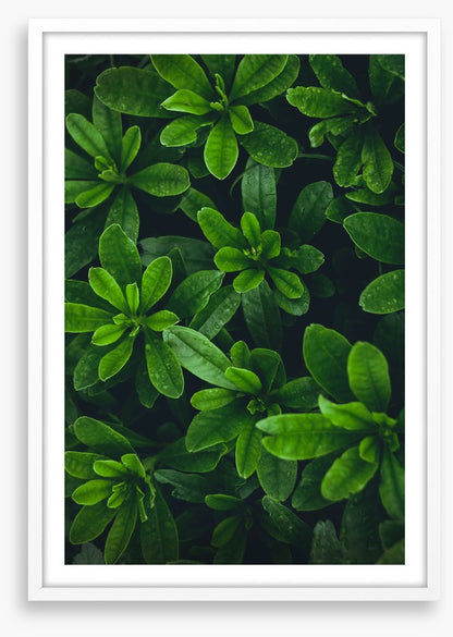 Deep green garden