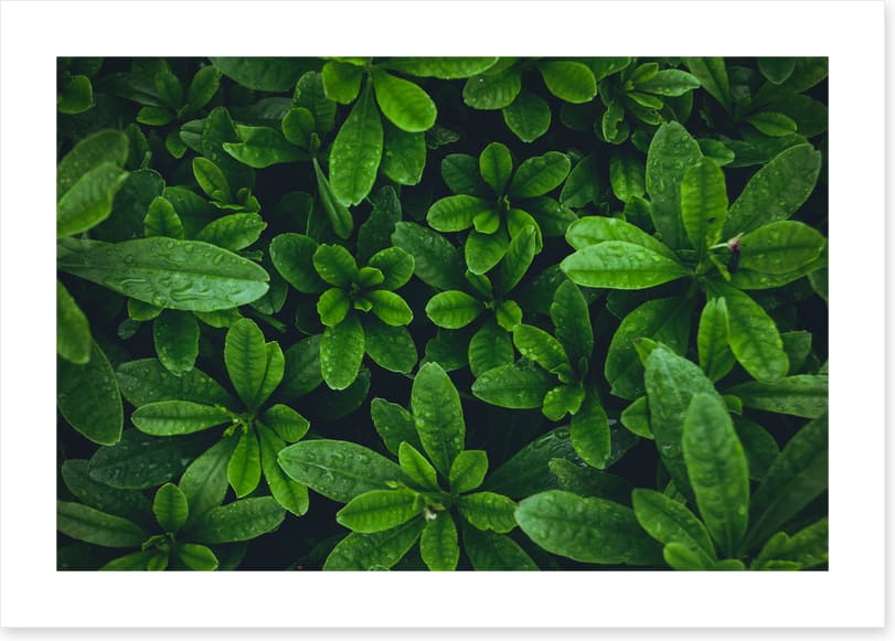 Leaves