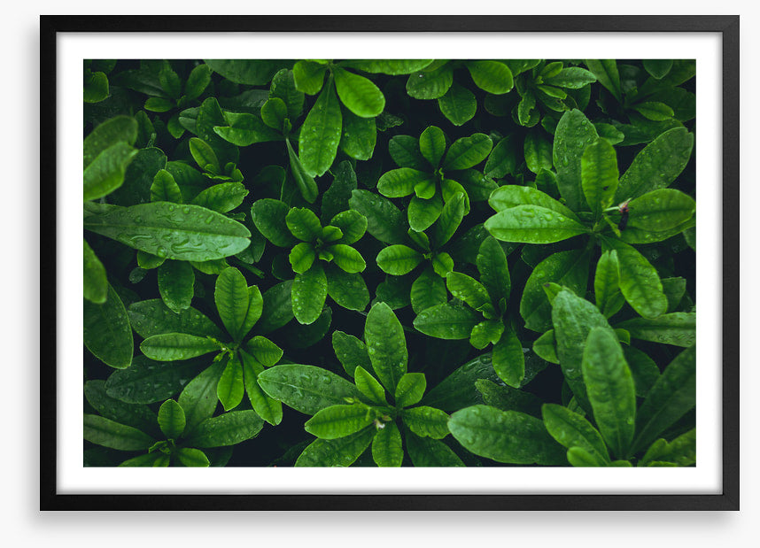 Leaves