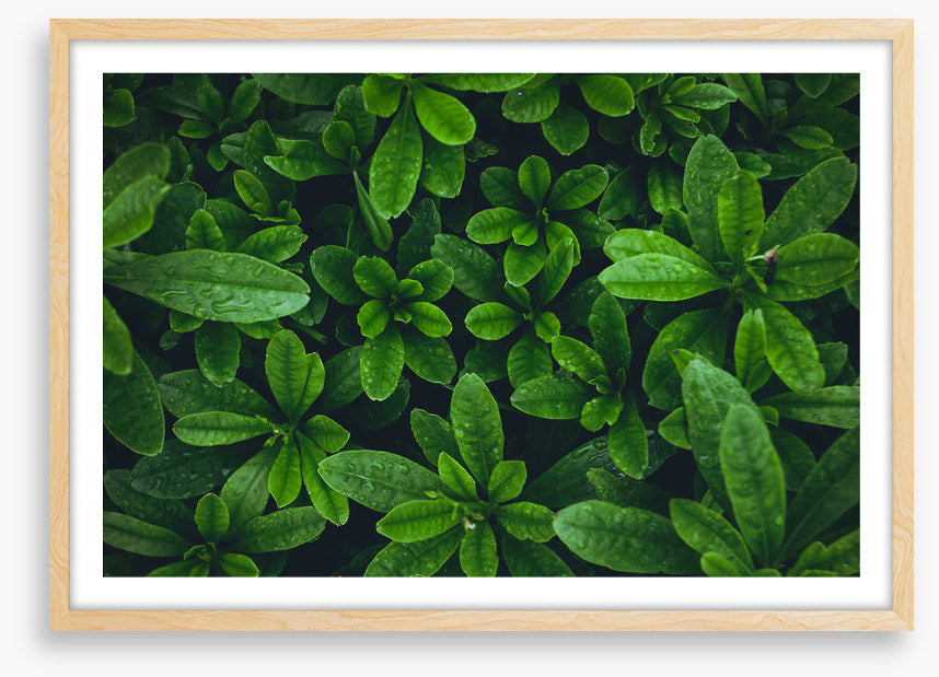 Leaves