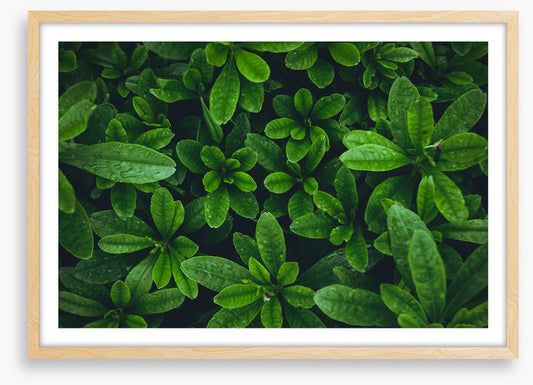 Leaves