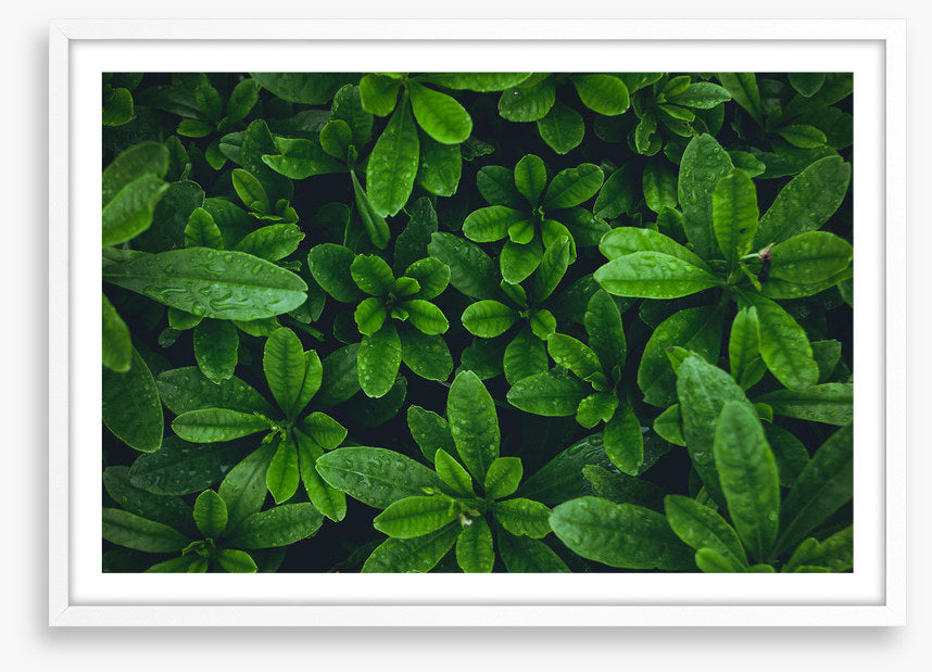 Leaves