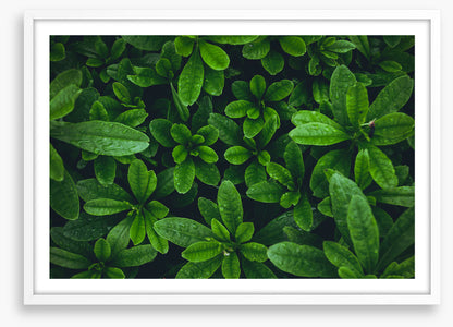 Leaves