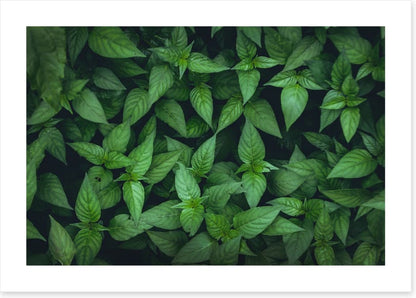 Leaves