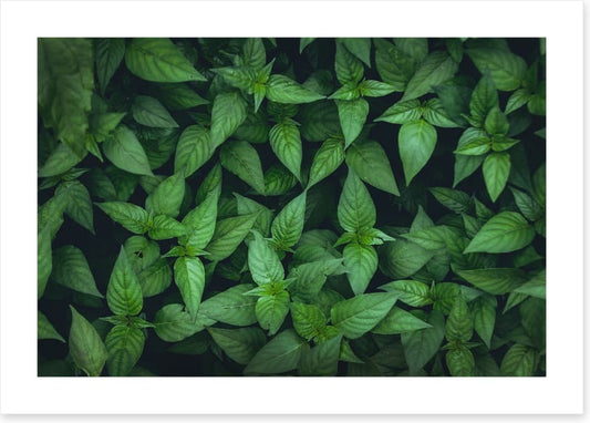 Leaves